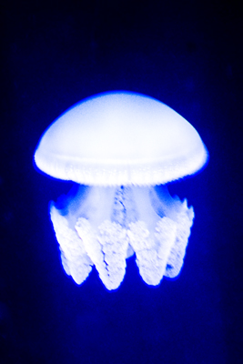 Blue jelly